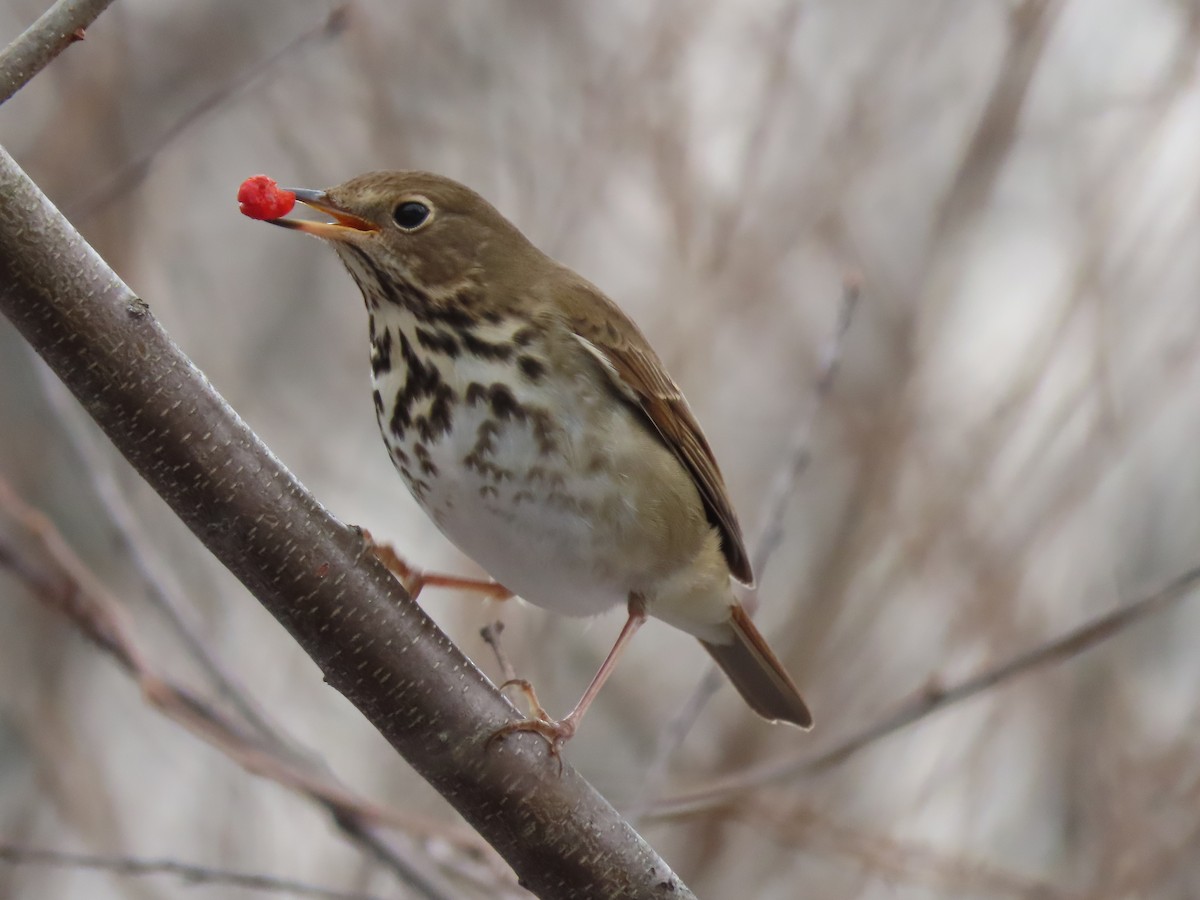 Hermit Thrush - ML613908818