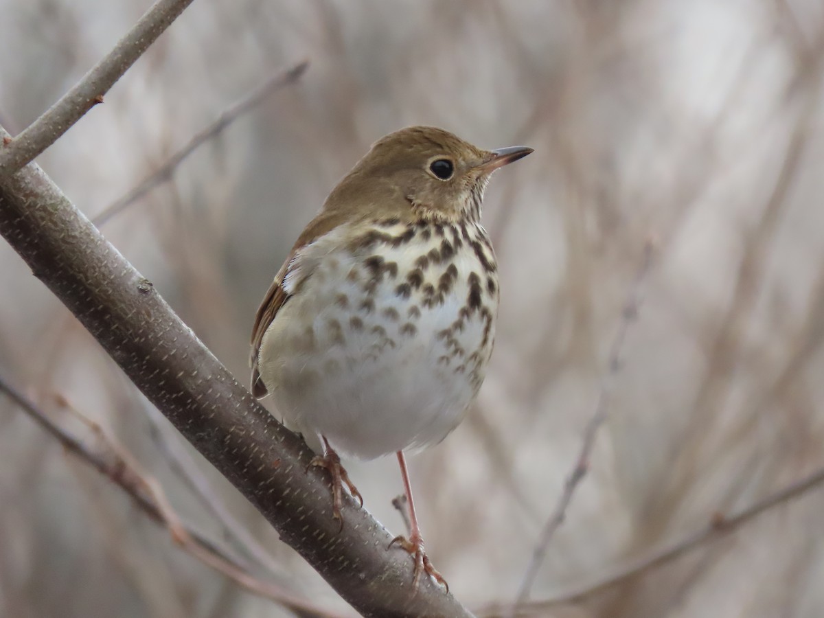 Hermit Thrush - Jannie Shapiro