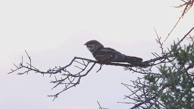 Red-necked Nightjar - ML613908837