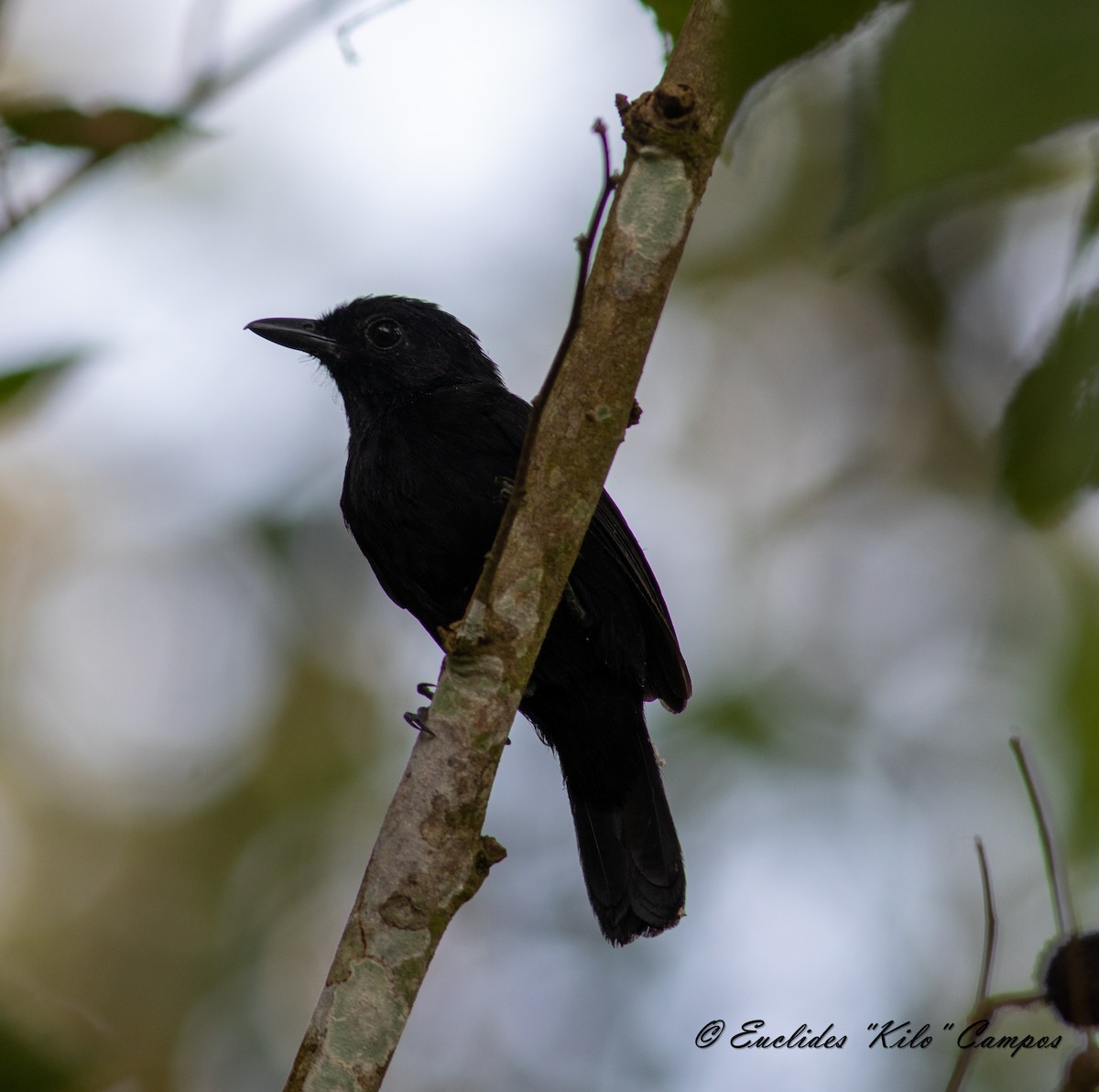 Black Antshrike - ML613908908