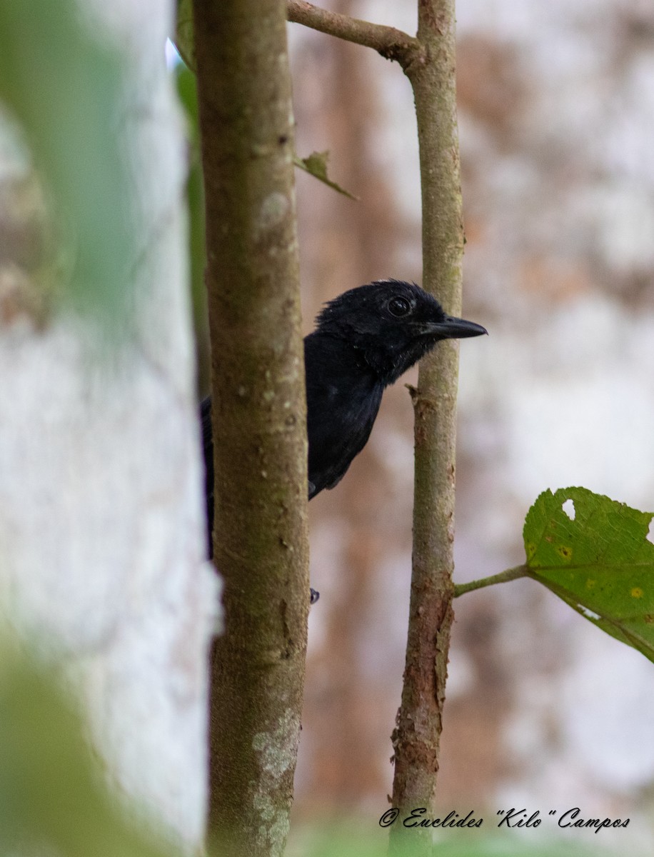 Black Antshrike - ML613908909