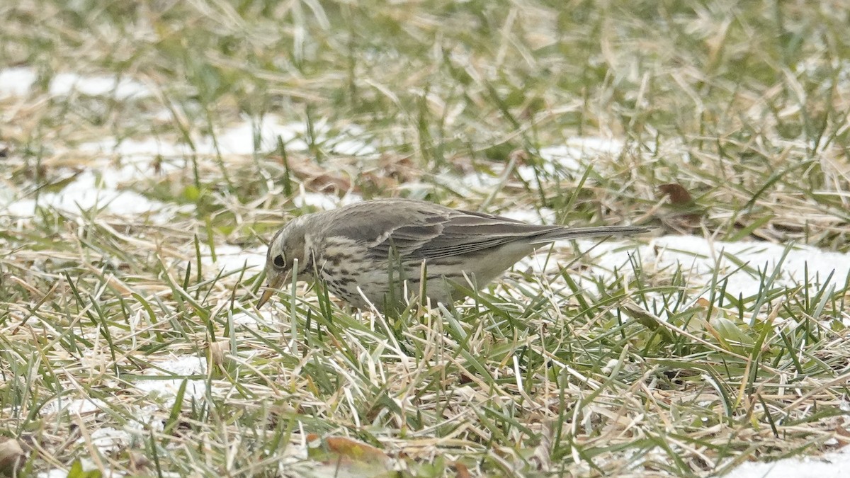 American Pipit - ML613908930