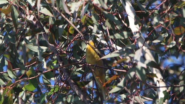 Hepatic Tanager - ML613908960