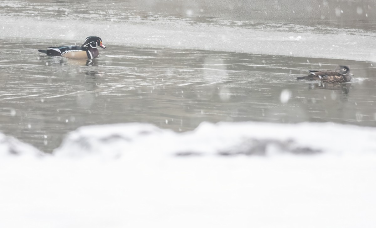 Wood Duck - ML613909057