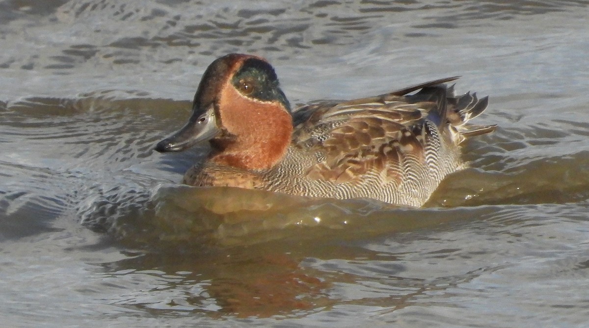 Green-winged Teal - ML613909229