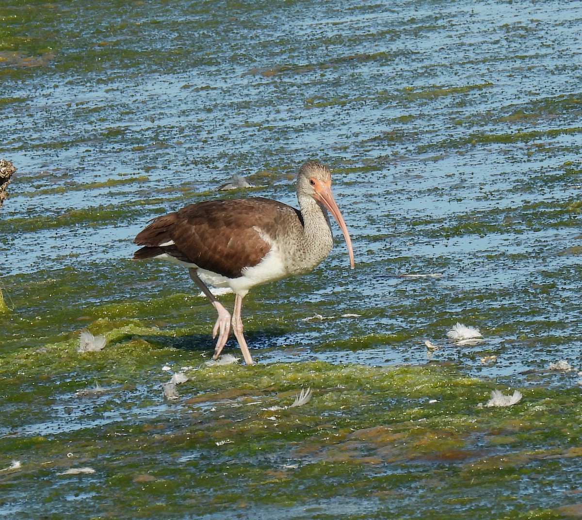 White Ibis - Mary Tannehill