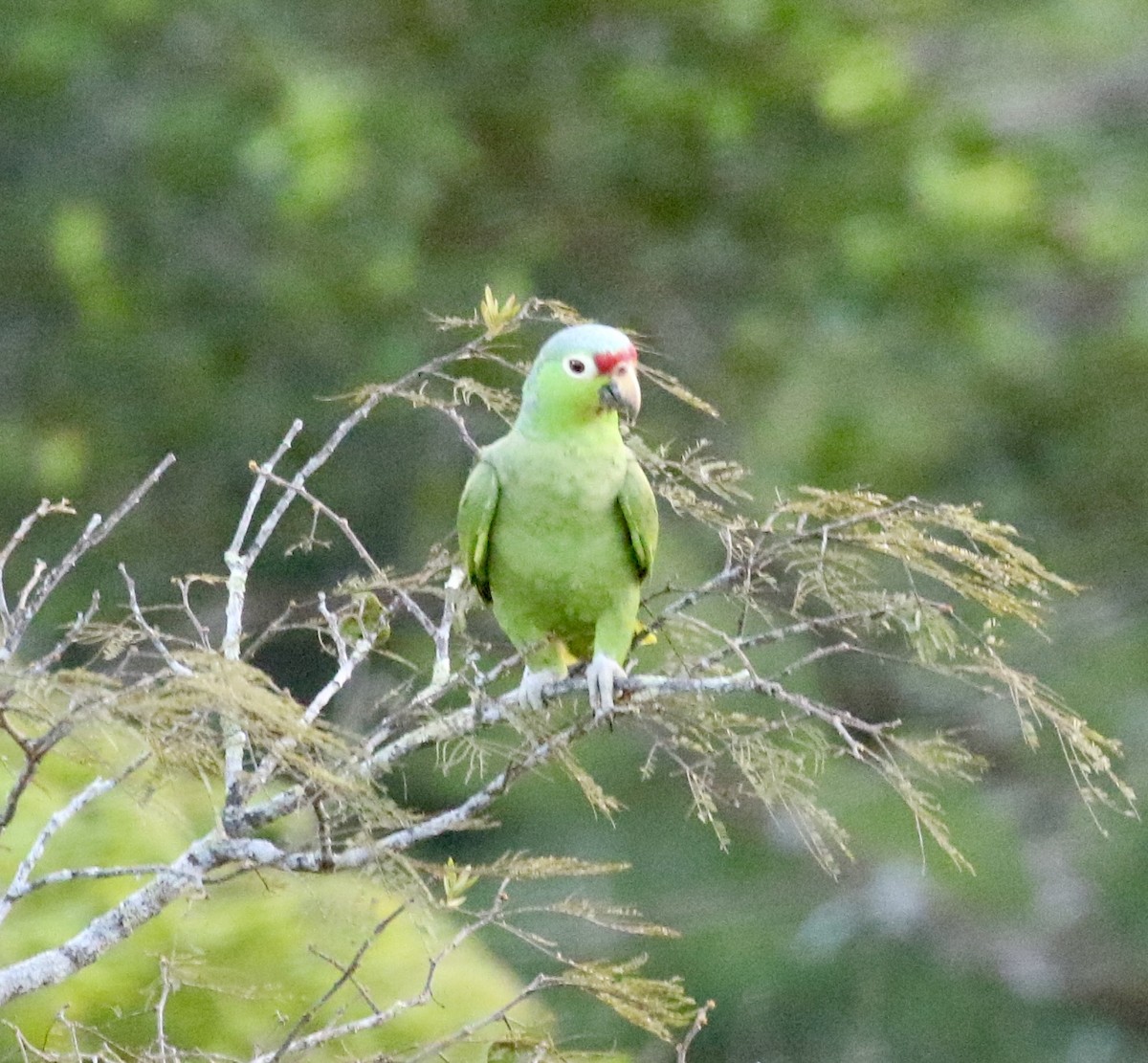 Red-lored Parrot - ML613909280