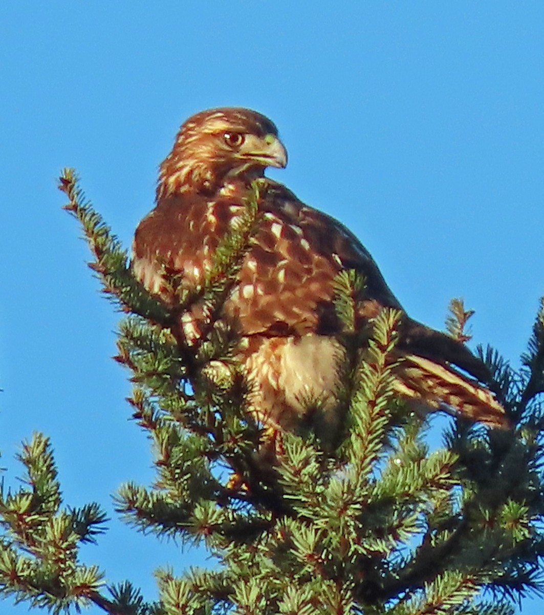 Red-tailed Hawk - ML613909307