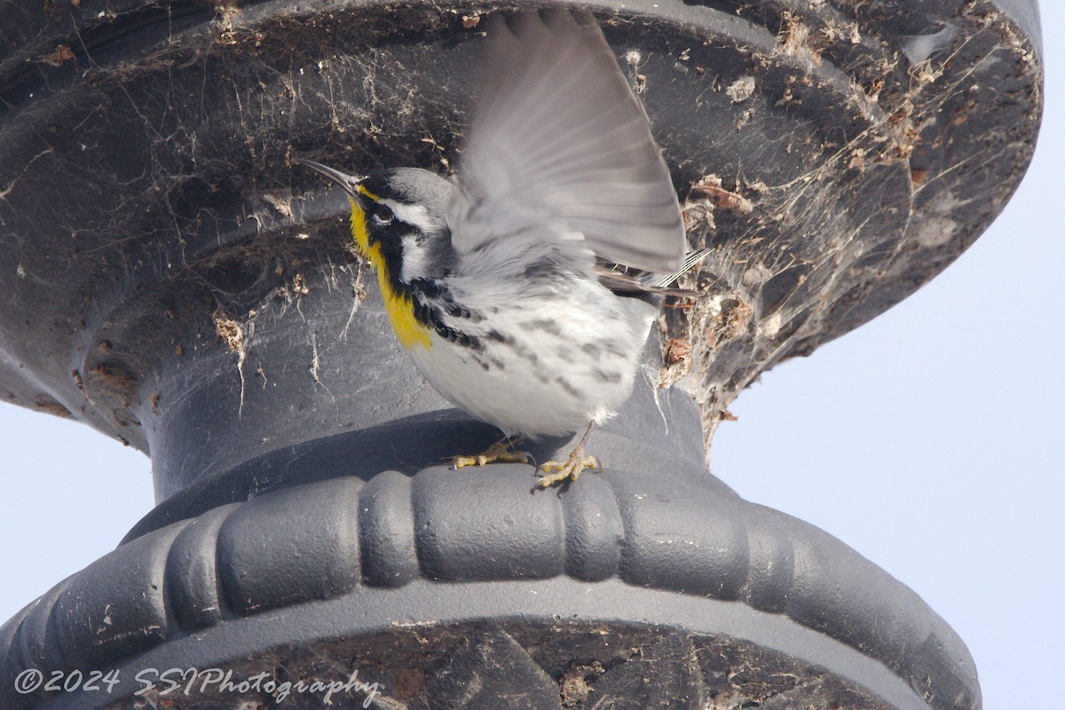 Yellow-throated Warbler - ML613909309