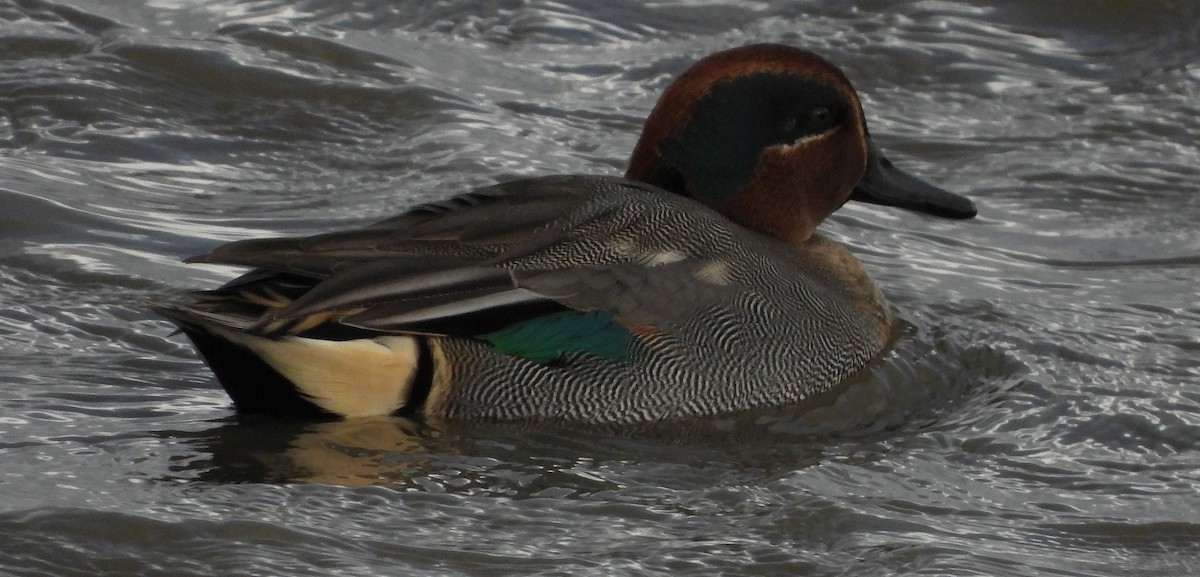 Green-winged Teal - ML613909332
