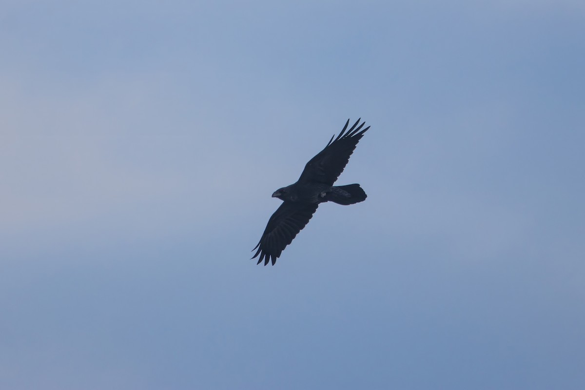 Common Raven - ML613909361