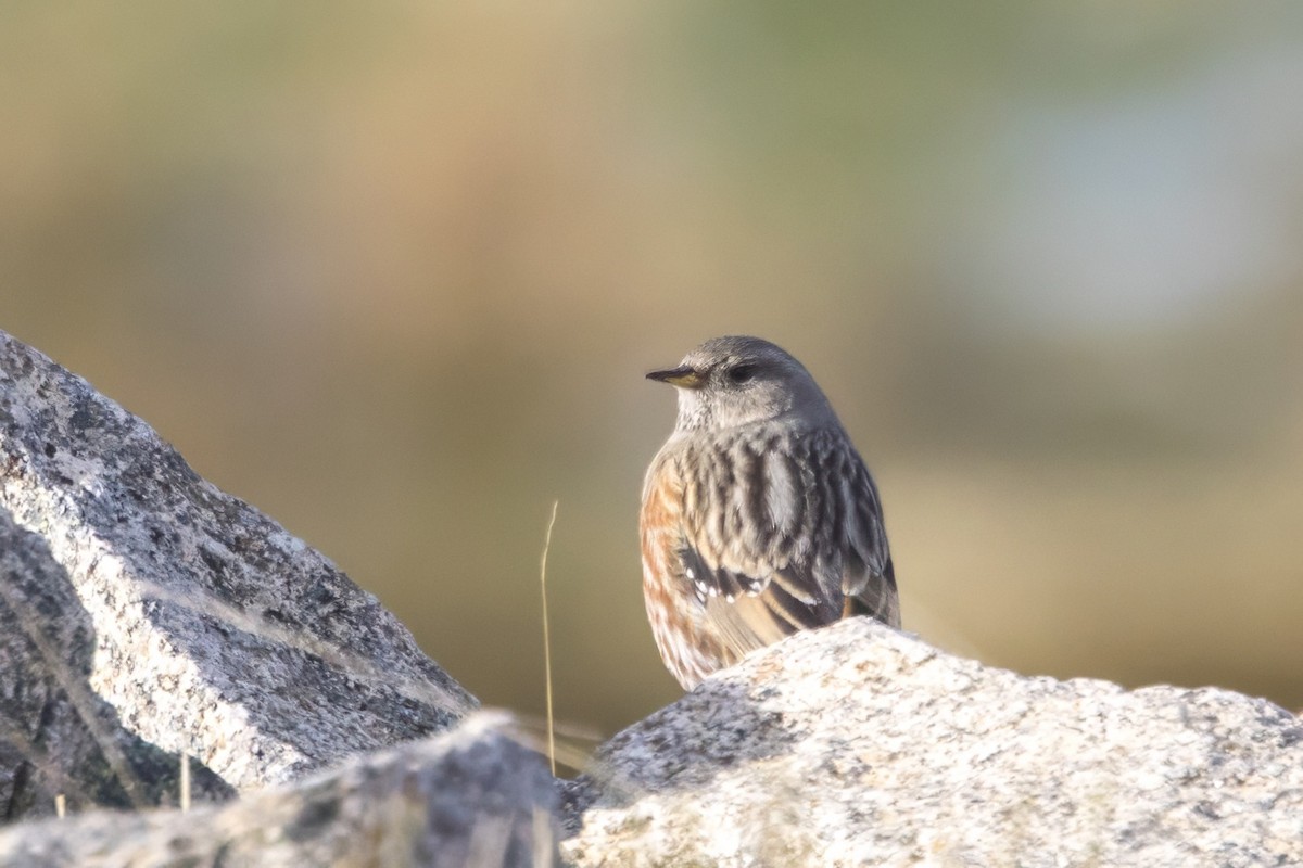 Alpine Accentor - ML613909410