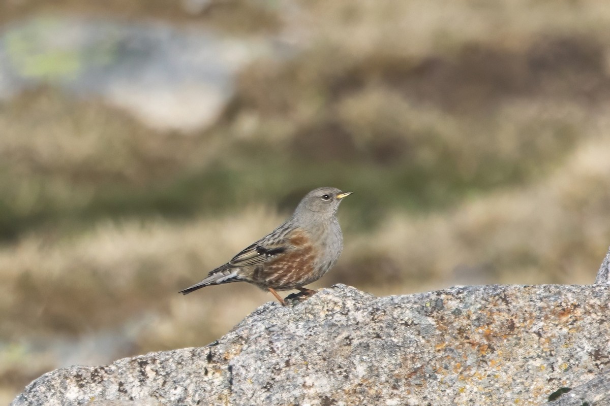 Alpine Accentor - ML613909411