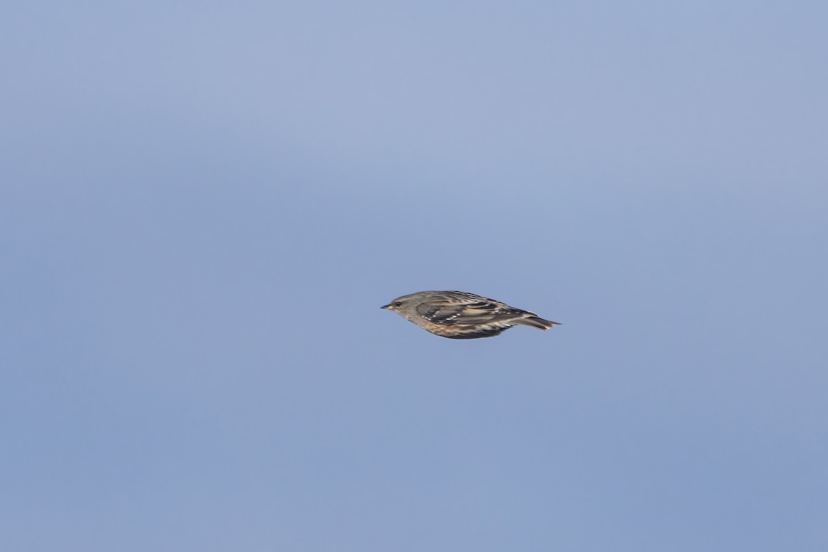 Alpine Accentor - ML613909412