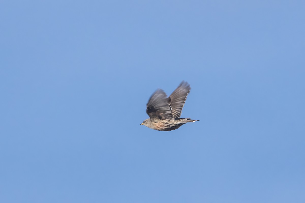 Alpine Accentor - ML613909413