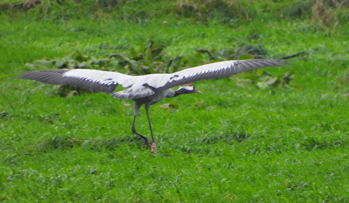 Common Crane - ML613909429