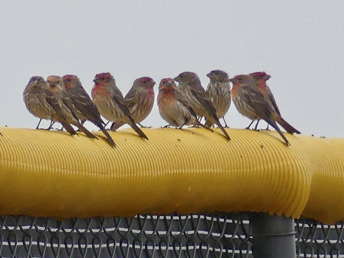 House Finch - ML613909553