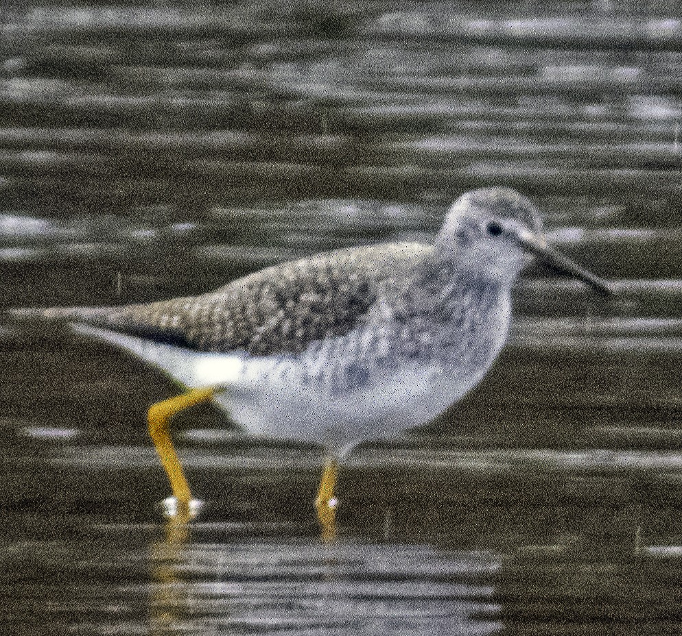 Lesser Yellowlegs - Nancy Nordin