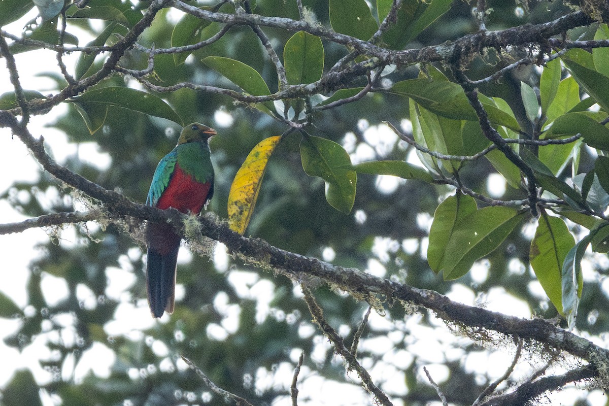 Golden-headed Quetzal - ML613909644