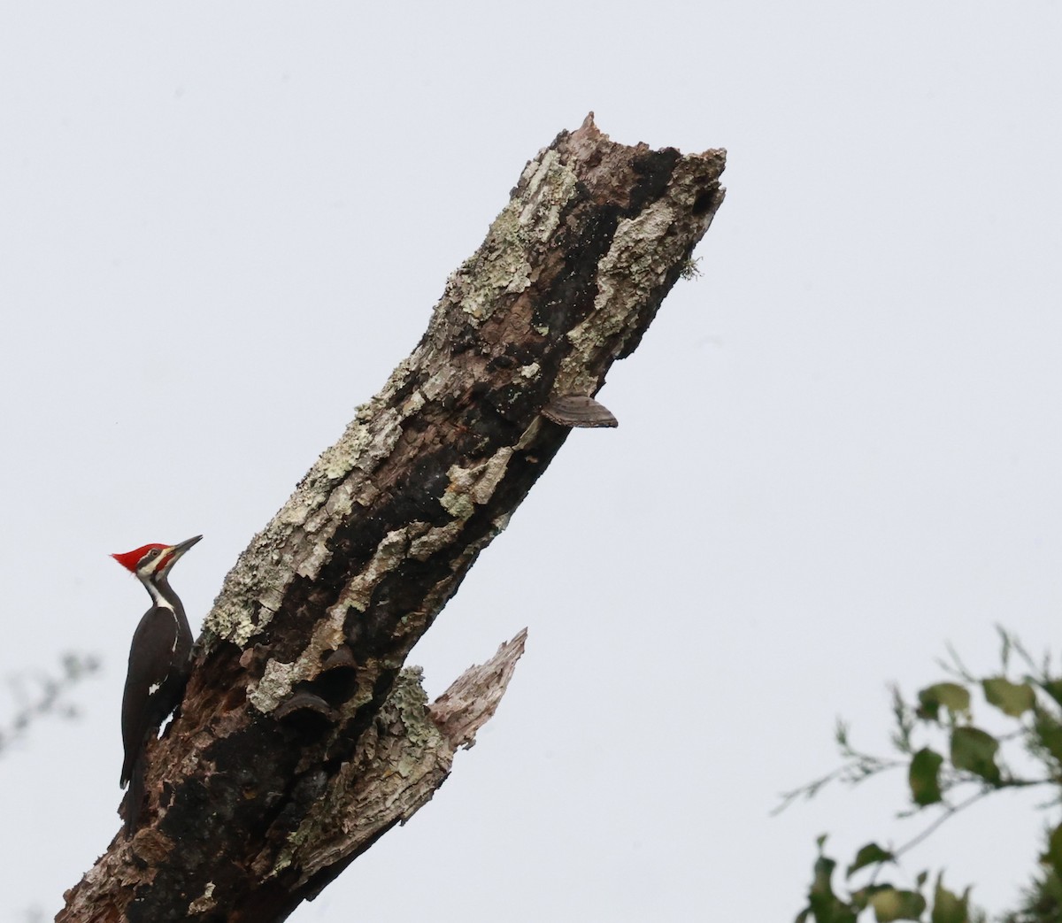 Pileated Woodpecker - ML613909680