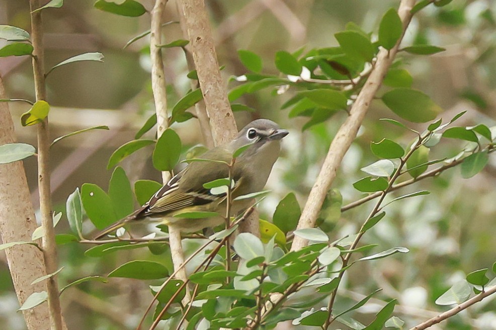 Graukopfvireo - ML613909696