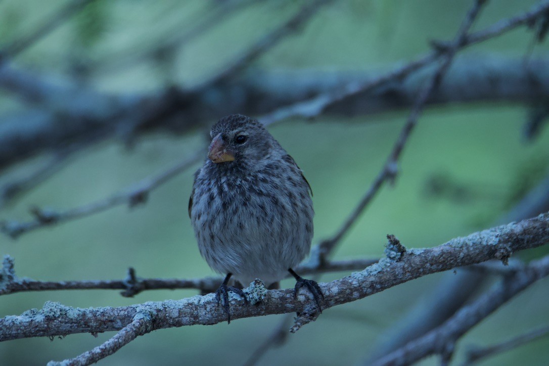 Medium Ground-Finch - ML613909706