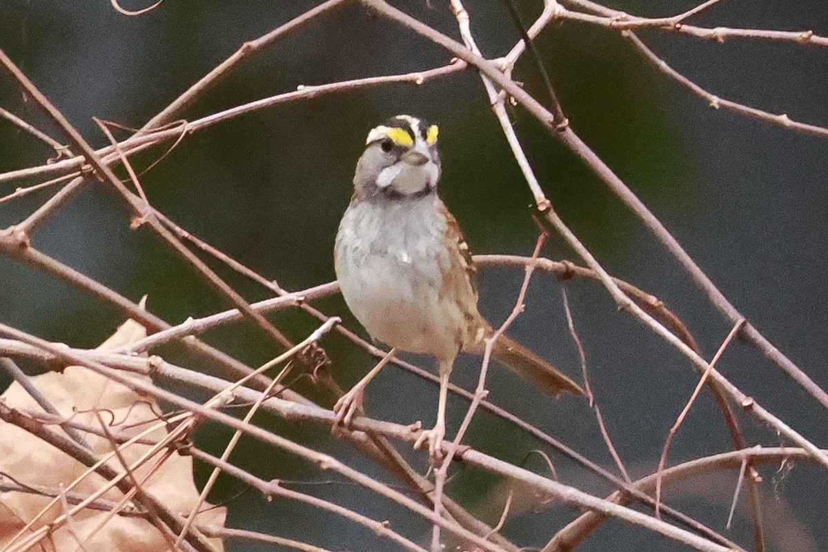 White-throated Sparrow - ML613909716