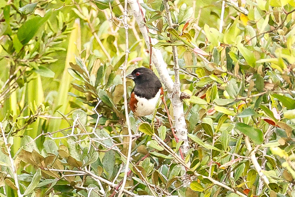 Eastern Towhee - ML613909721