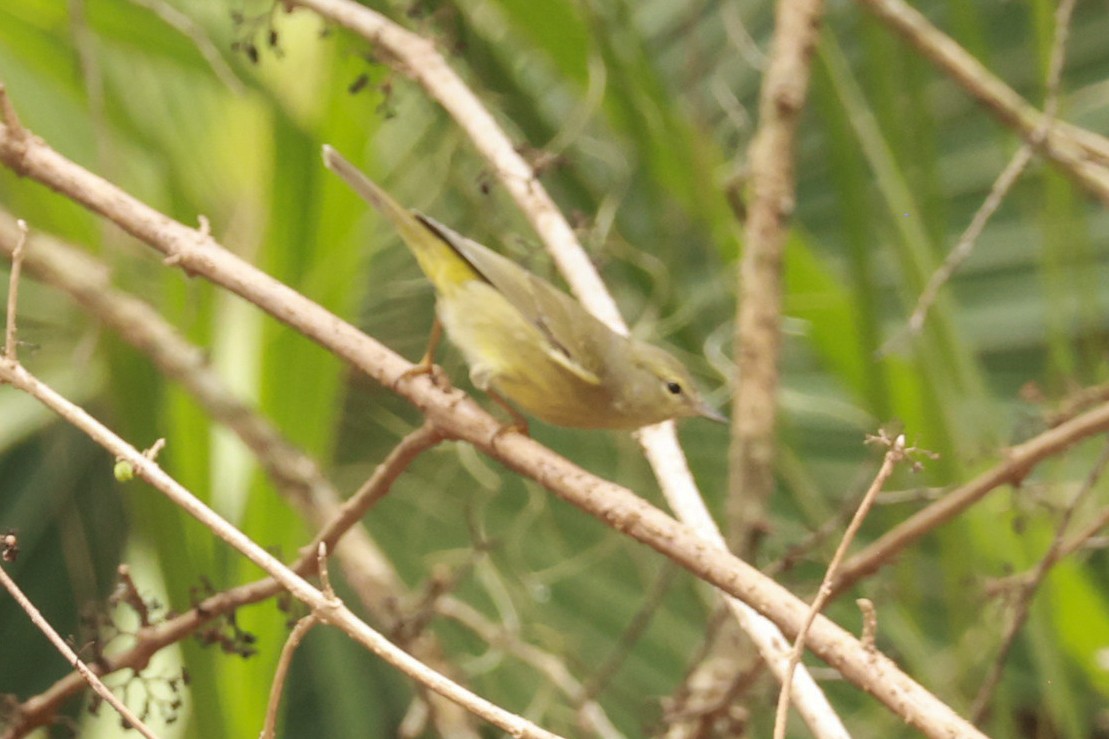 Orange-crowned Warbler - ML613909725