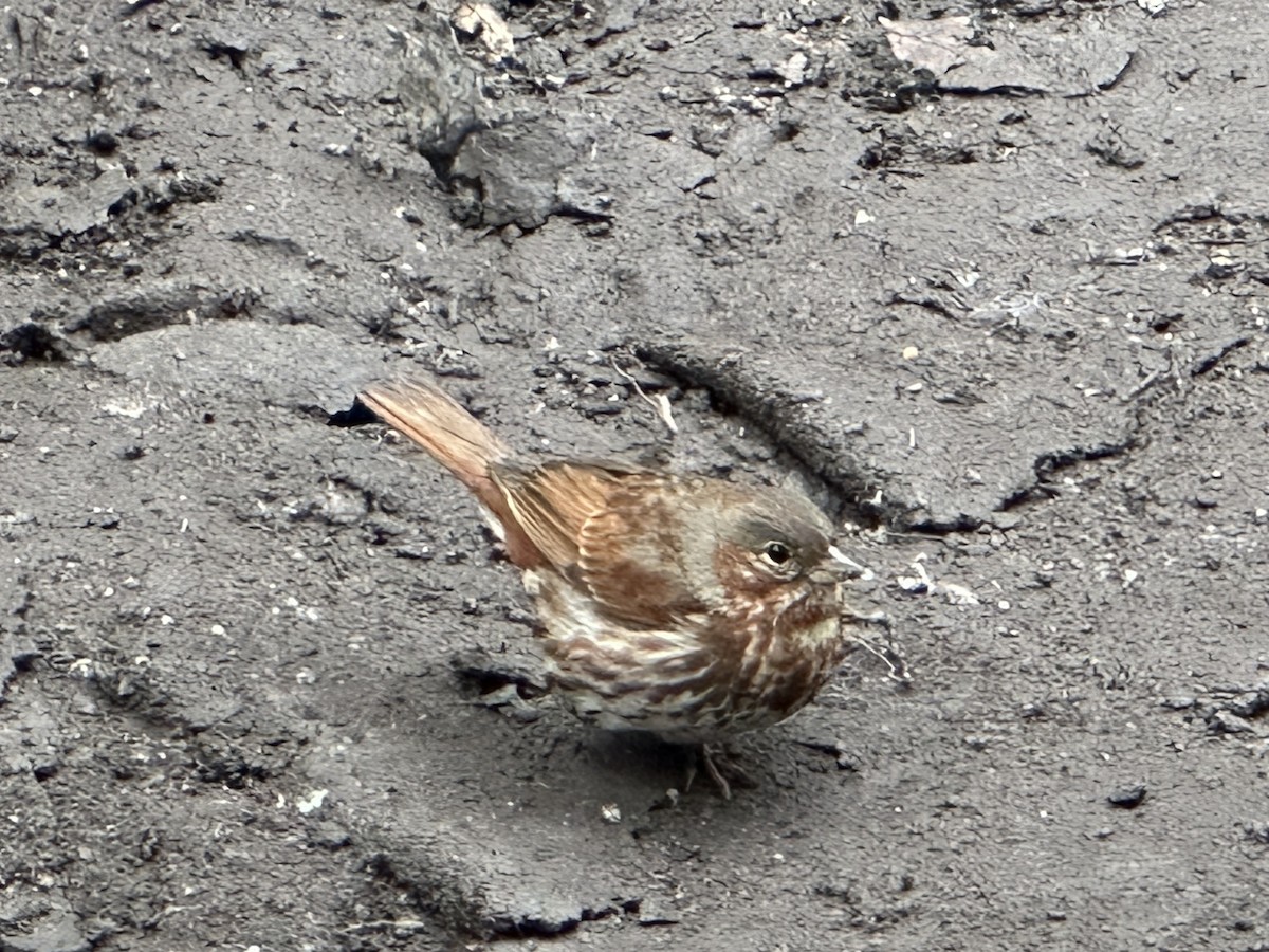 Fox Sparrow - Dominic Ricci