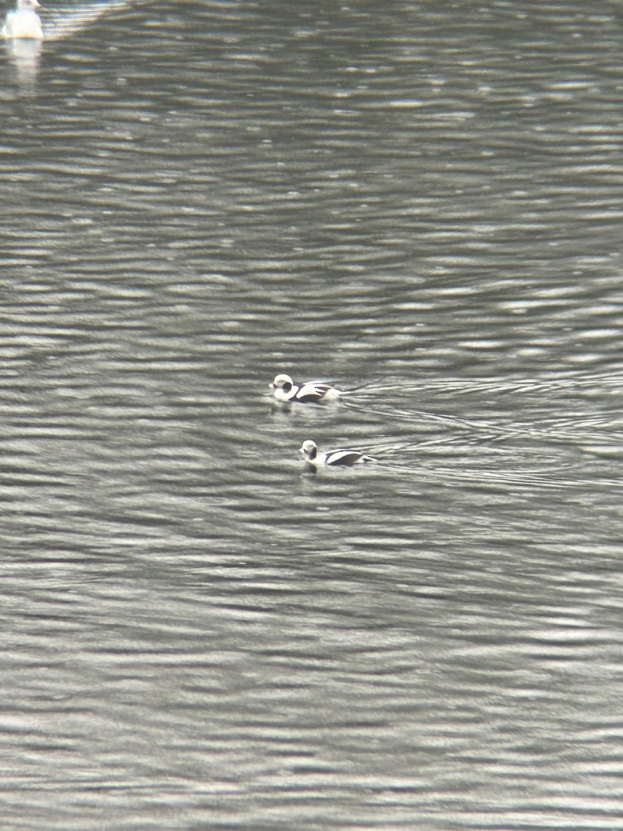 Long-tailed Duck - ML613909743