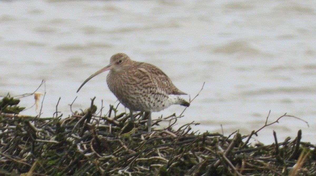 Eurasian Curlew - ML613909779