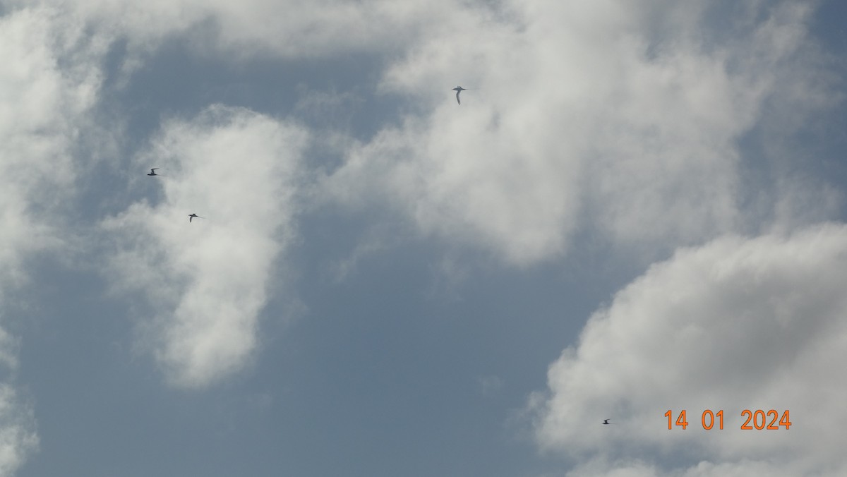 White-tailed Tropicbird - ML613909808