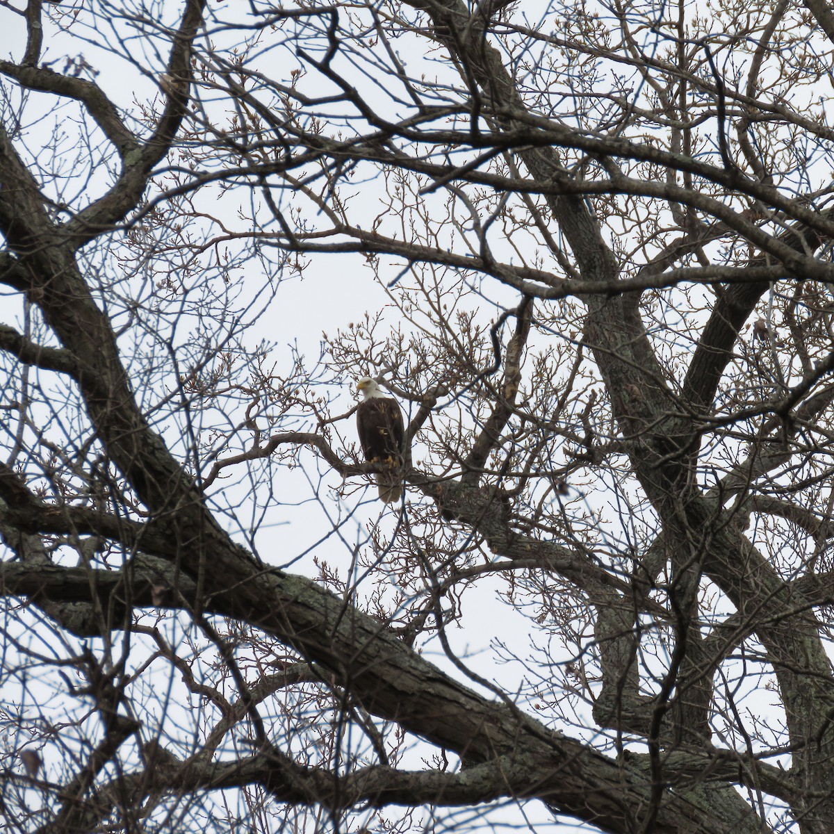 Bald Eagle - ML613909828