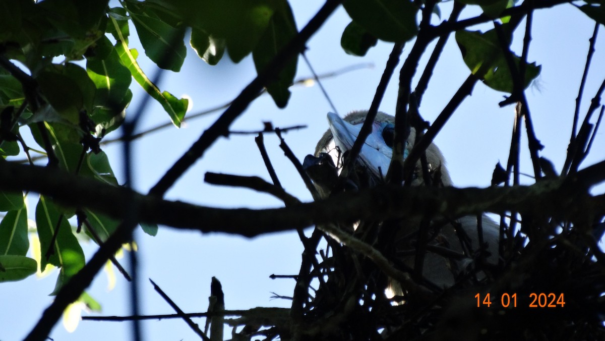 Red-footed Booby - ML613909830