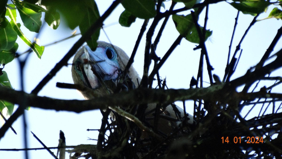 Red-footed Booby - Daniel Germer