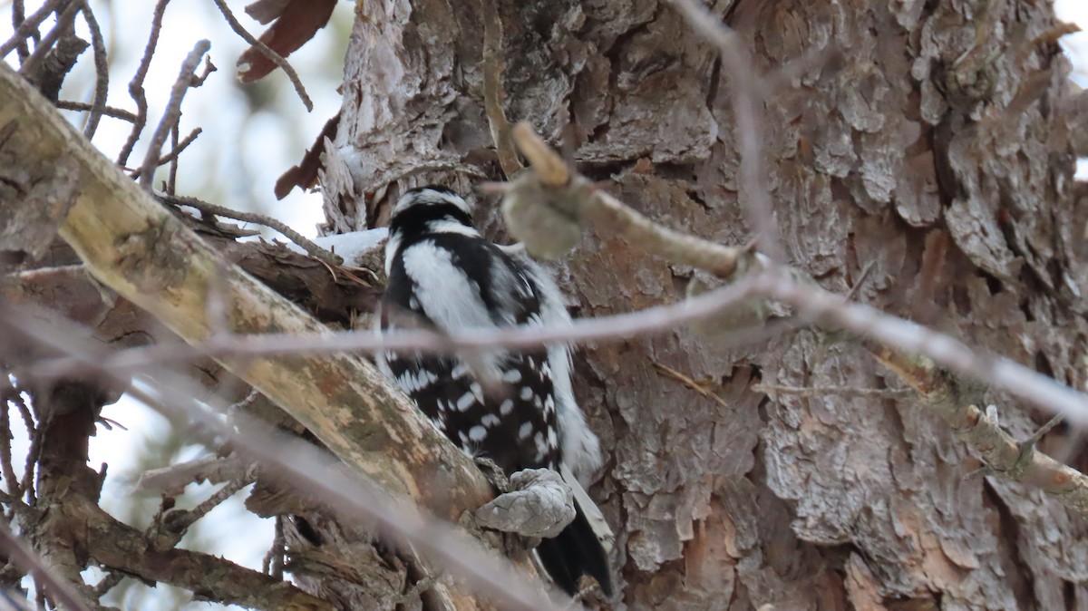 Downy Woodpecker - ML613909838