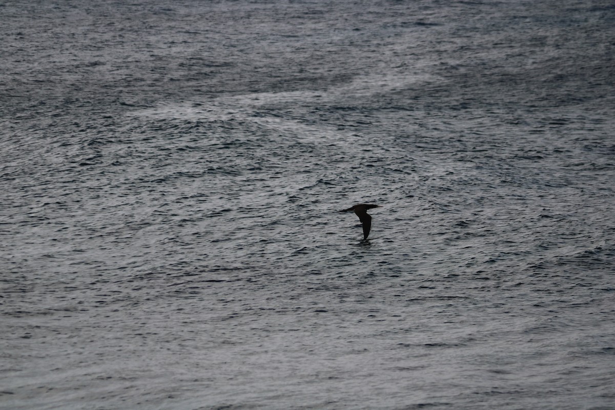 Brown Booby - ML613909844