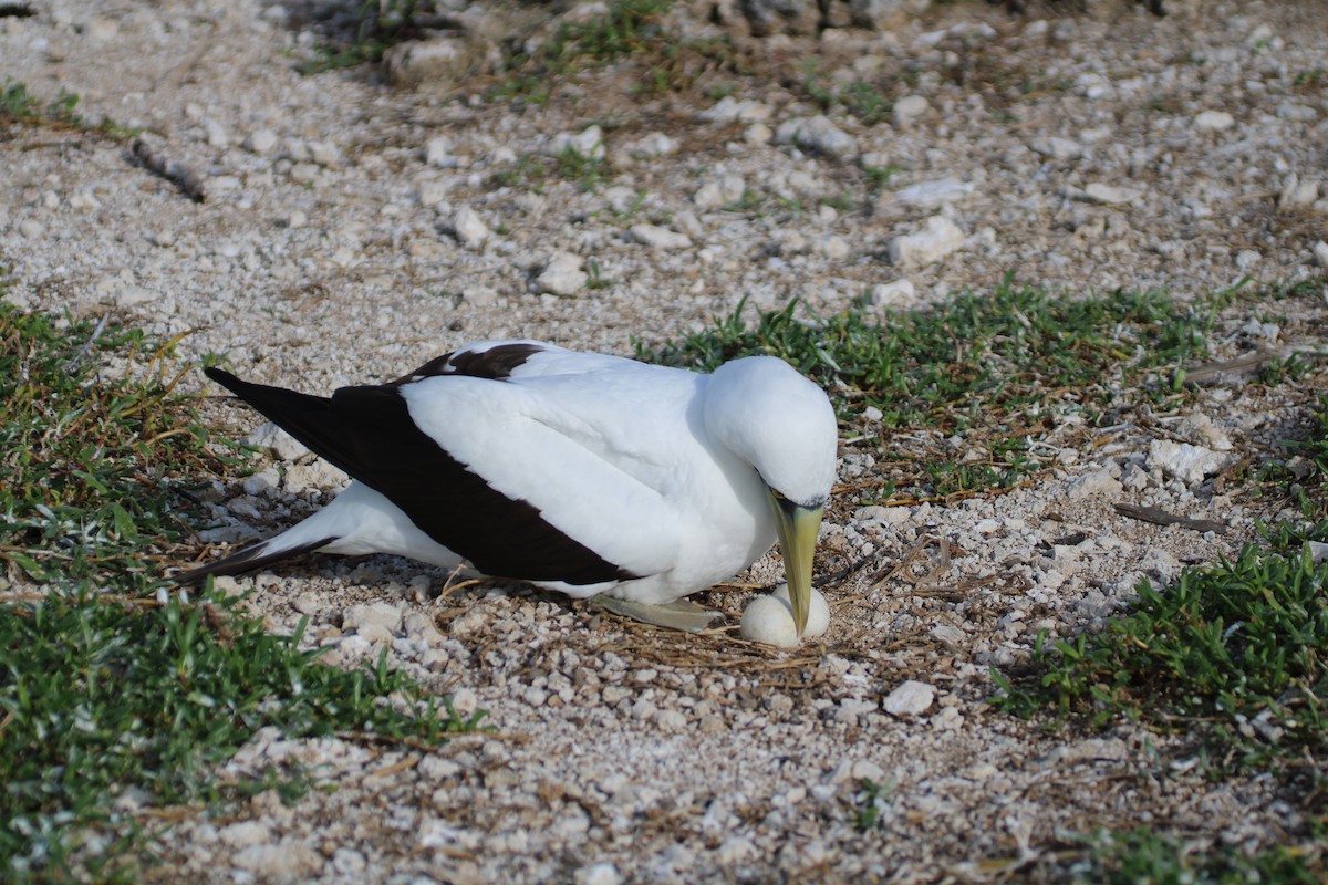 Masked Booby - Daniel Germer