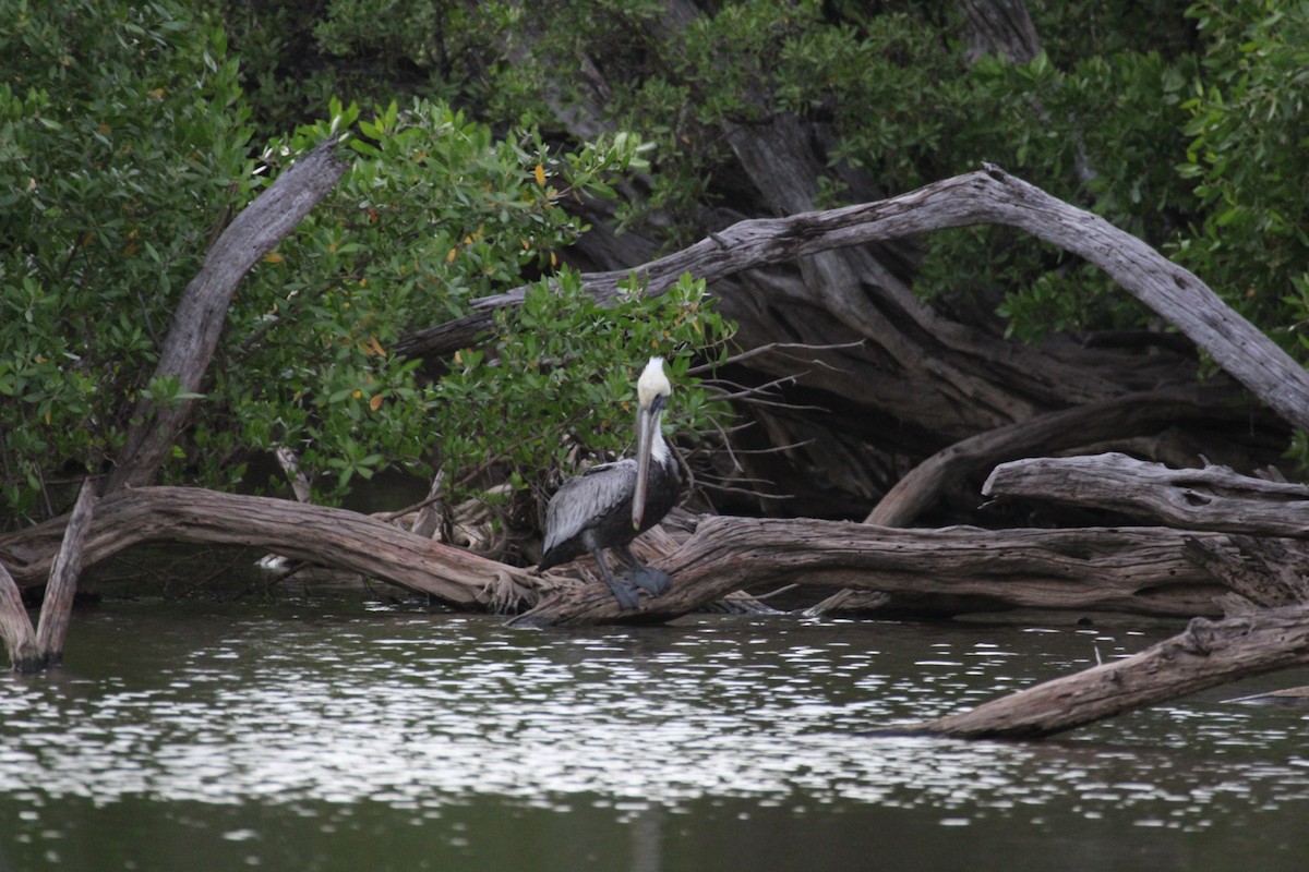 Brown Pelican - ML613909869