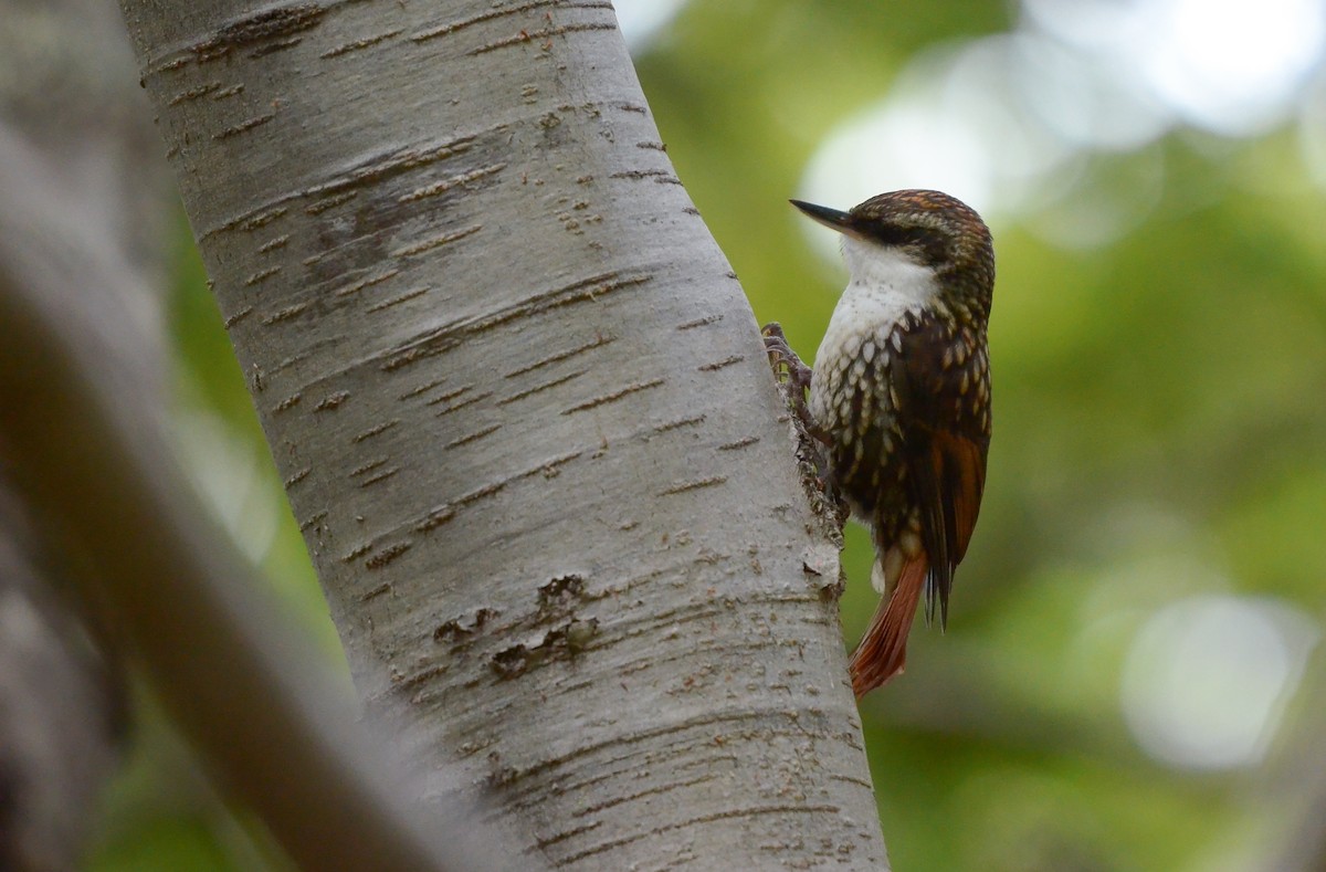 White-throated Treerunner - ML613909890