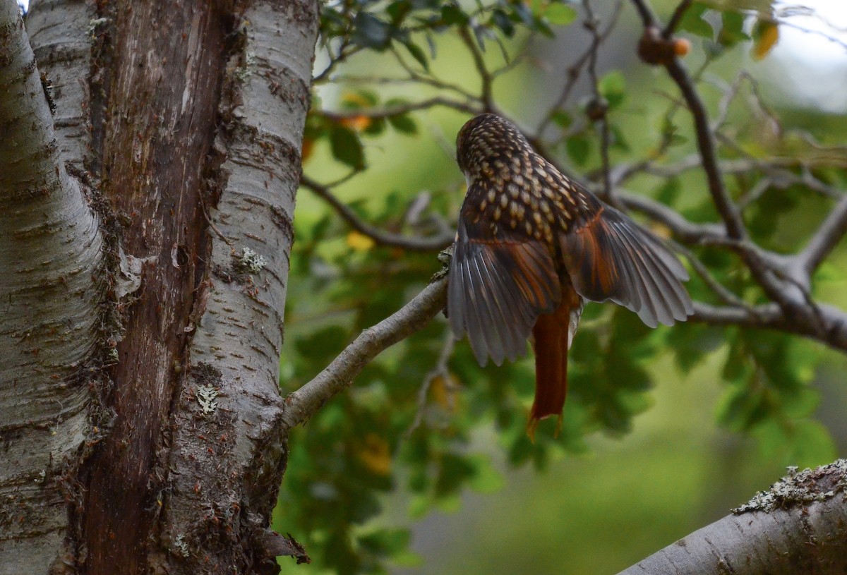 White-throated Treerunner - ML613909899