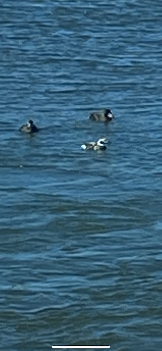 Long-tailed Duck - ML613909911
