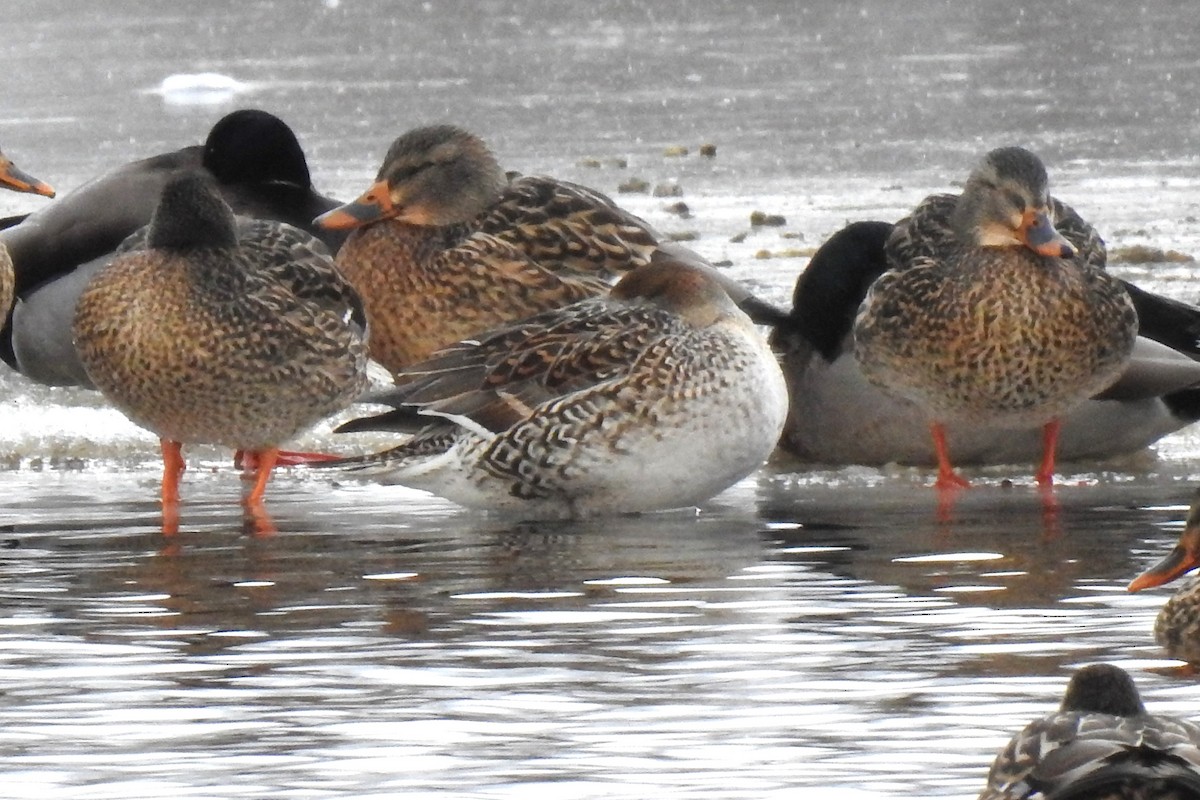 Northern Pintail - ML613909913