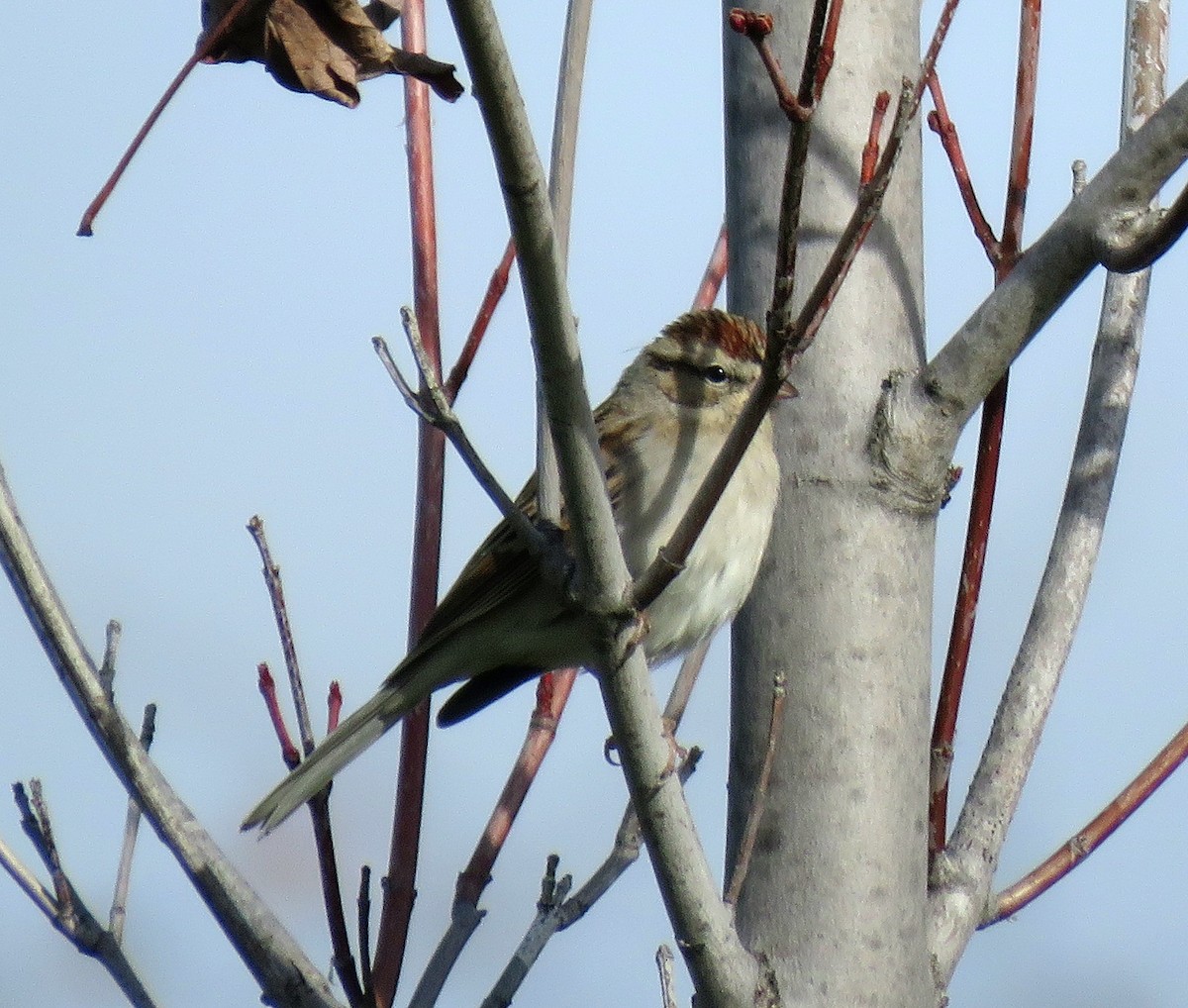 Chipping Sparrow - ML613909947