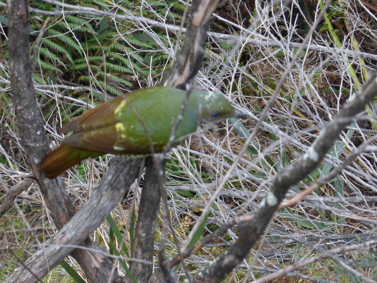 Satin Bowerbird - ML613909963