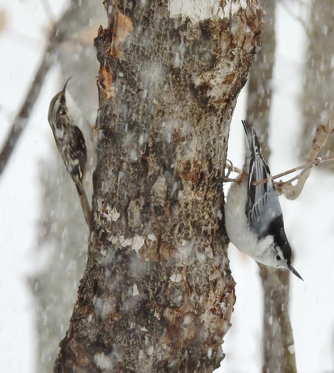 Brown Creeper - ML613909966