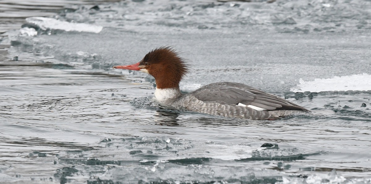 Gänsesäger - ML613909969