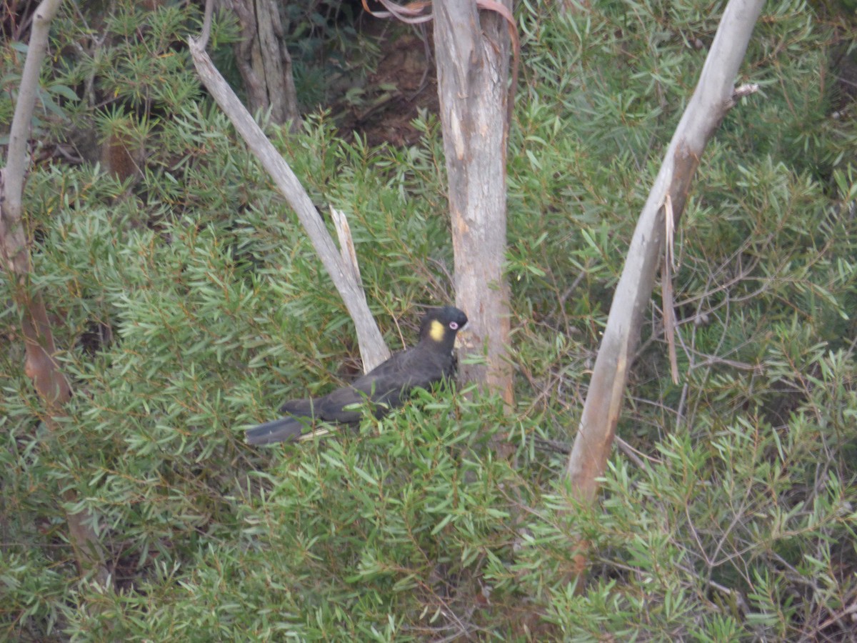 Cacatúa Fúnebre Coliamarilla - ML613909973