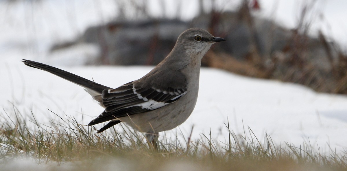 Northern Mockingbird - ML613909989